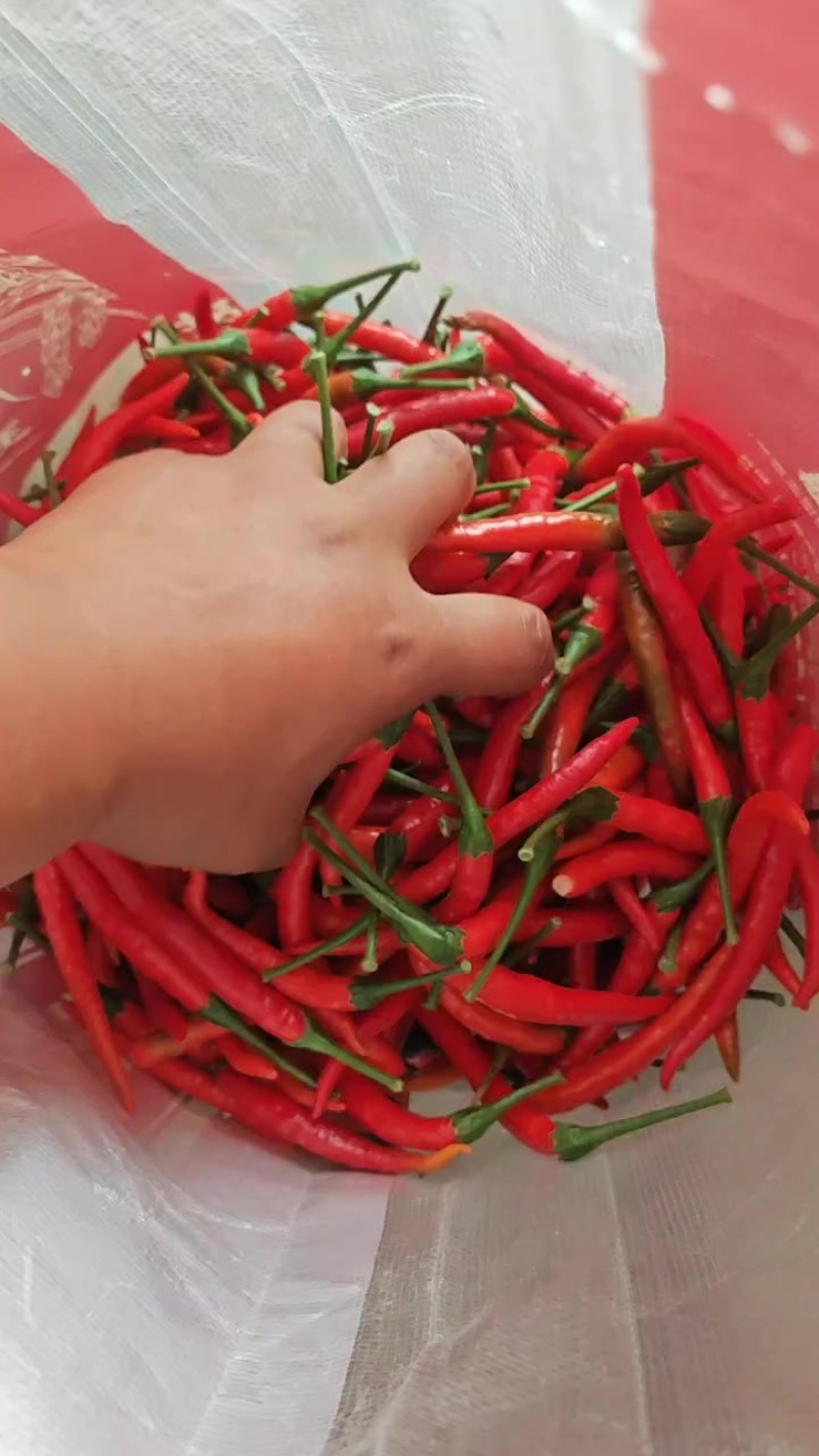 小米辣