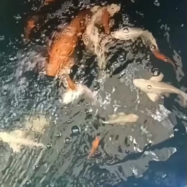 蝴蝶鲤普身