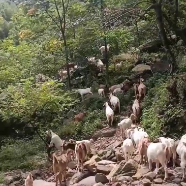 放养山羊