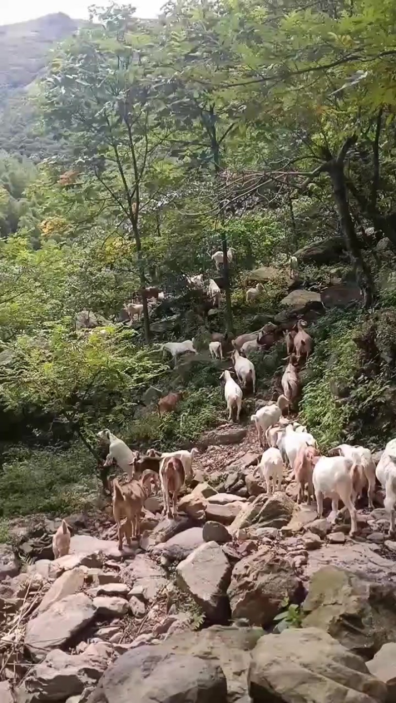 放养山羊