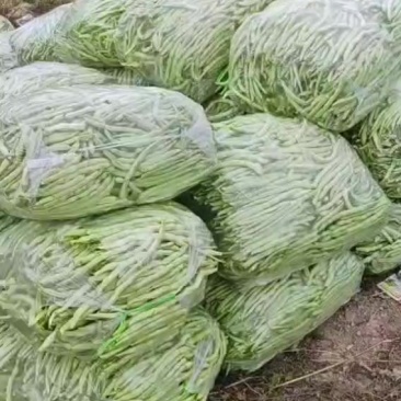白无丝豆角