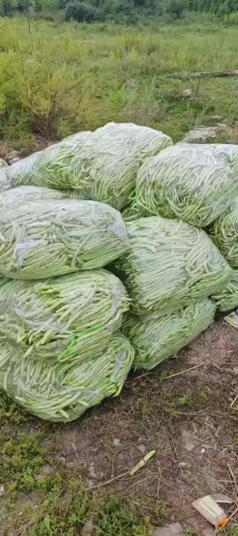白无丝豆角
