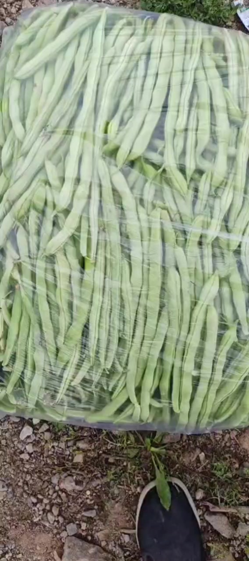 白无丝豆角
