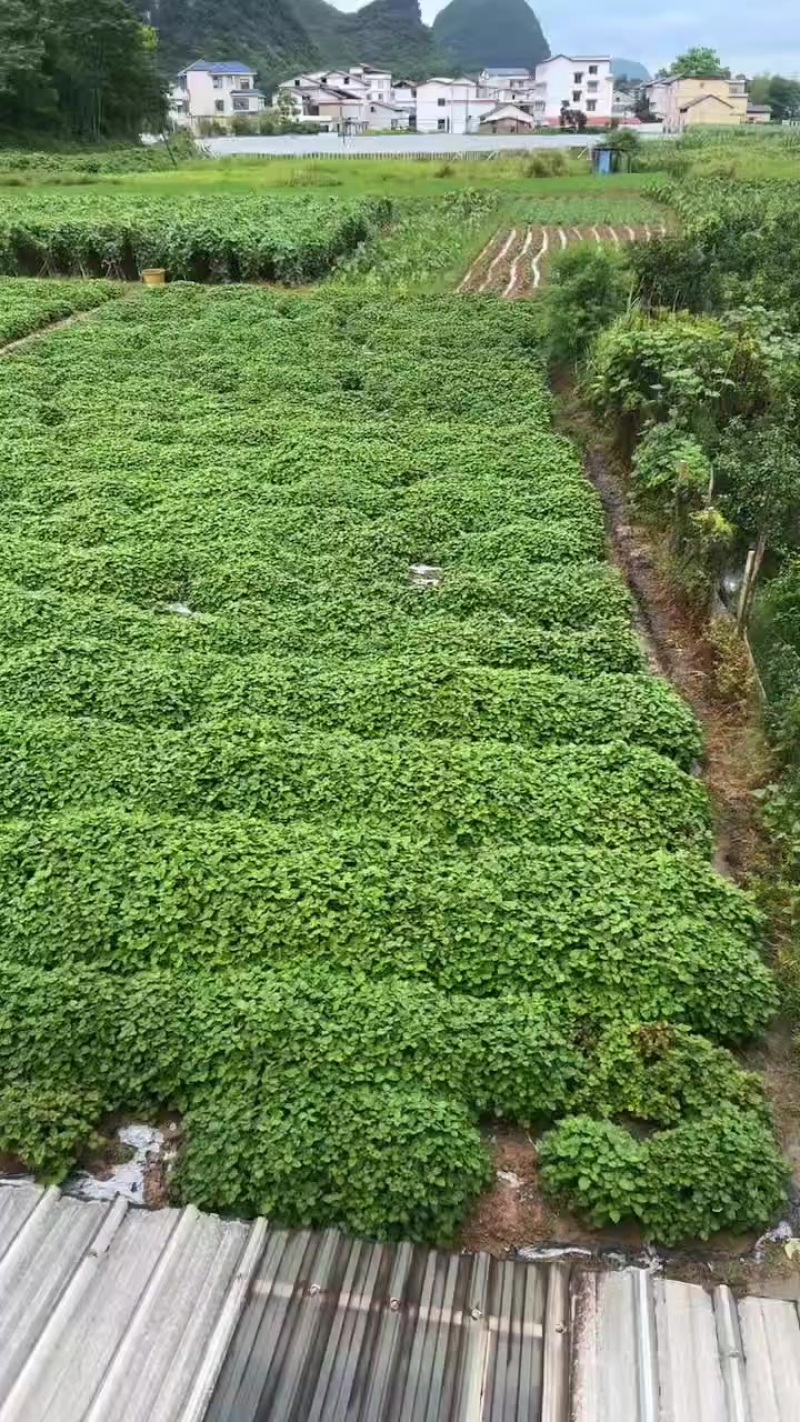 广霍香桂林临桂自种广霍香欢迎订购洽谈