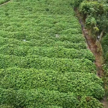 广霍香桂林临桂自种广霍香欢迎订购洽谈