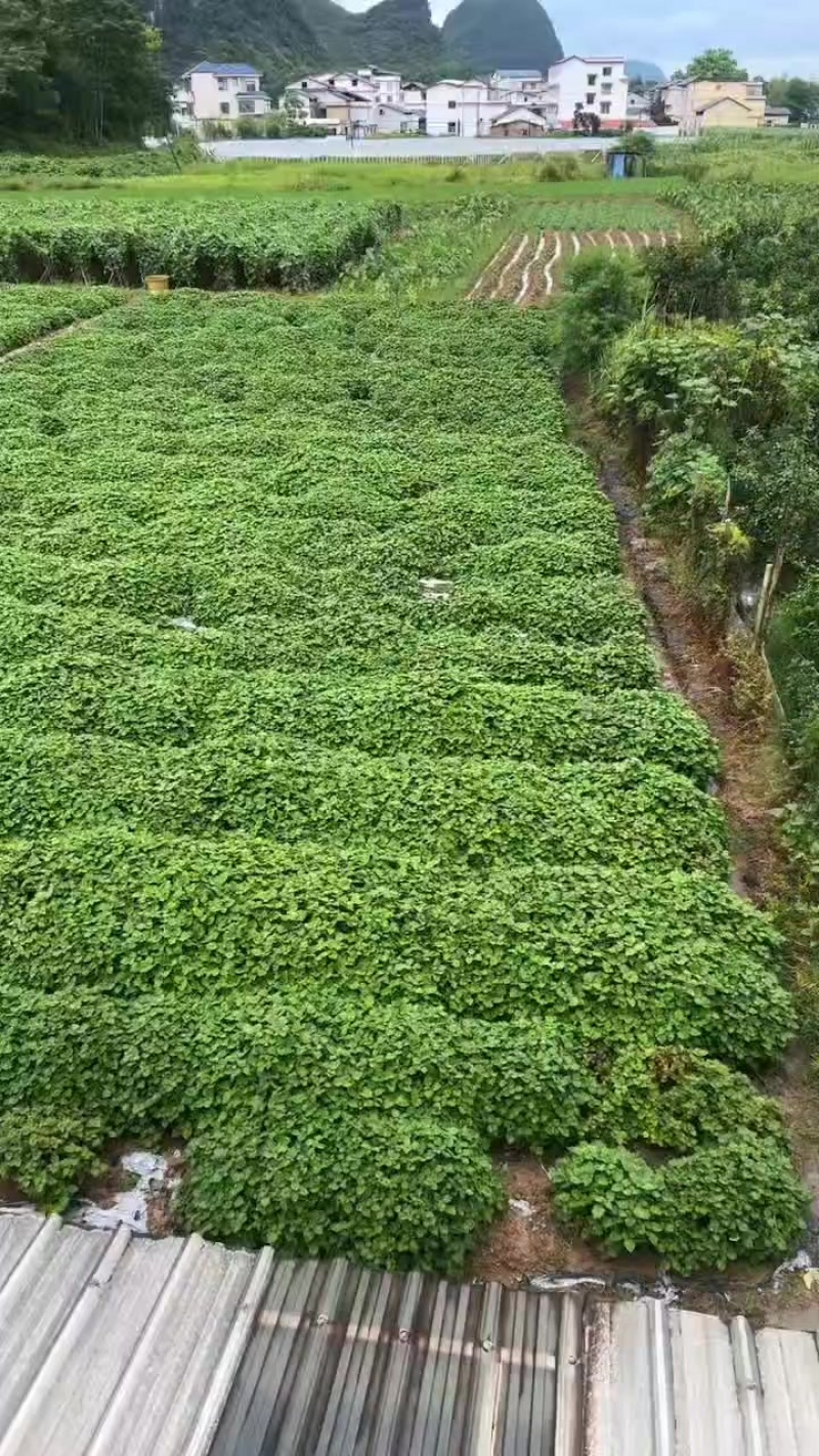 广霍香桂林临桂自种广霍香欢迎订购洽谈