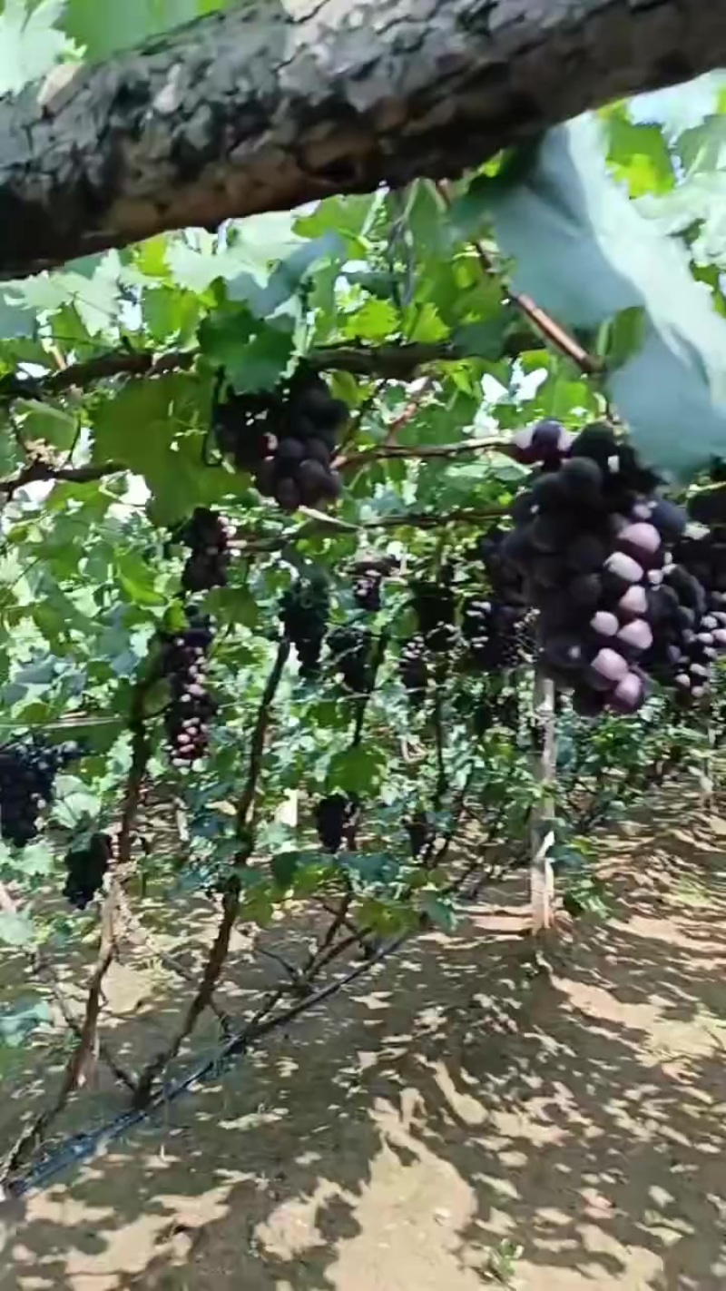 巨锋葡萄