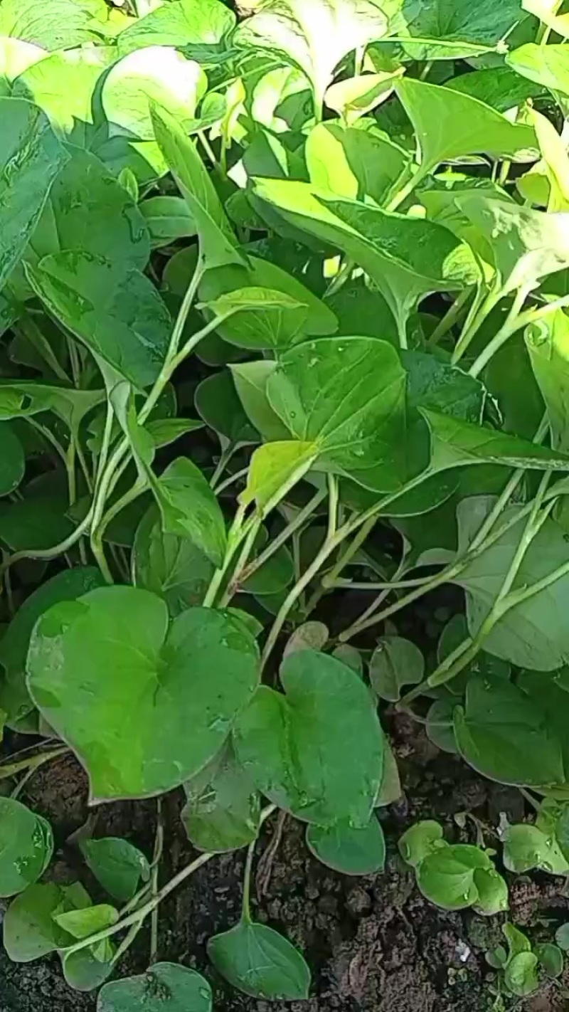 四川折耳根嫰叶